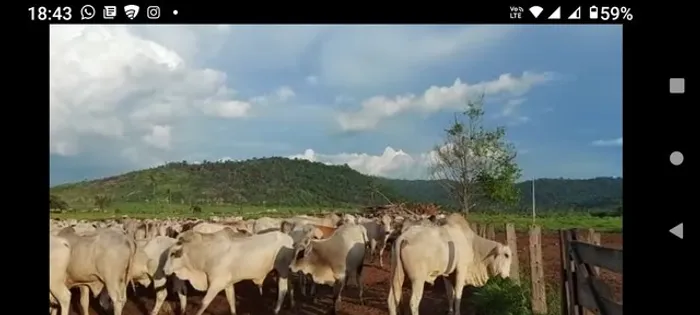 97 alqueires (90 de pasto) Paragominas-PA documentada por R$7 milhões