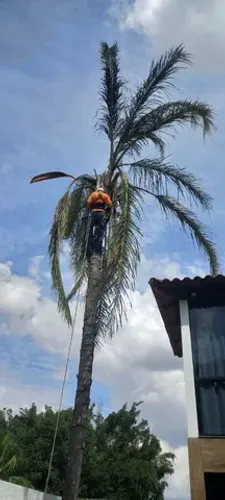 Poda e corte de árvores