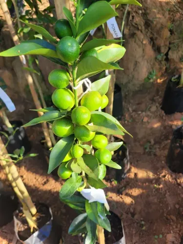 Mudas de laranjas , limão