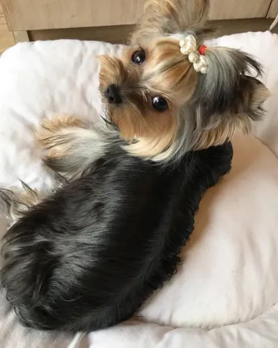 Yorkshire Terrier Fêmea olhar desconfiado que te conquista