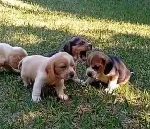 Beagle - Alegre, Curioso e Cheio de Amor!