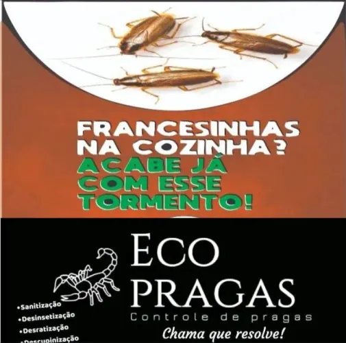 Baratas escorpião formigas roedores cupins 