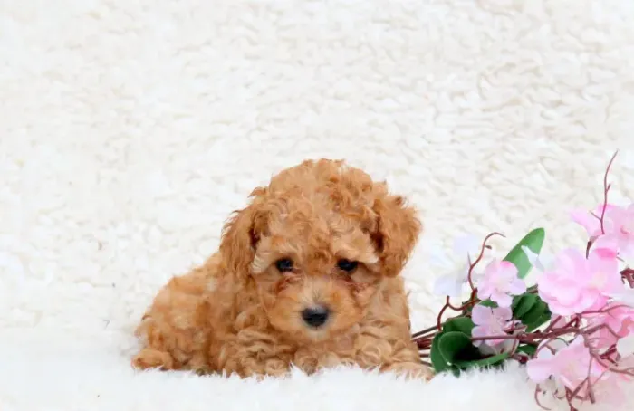 Poodle mini vermelho carinhoso e esperto