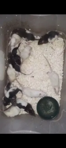 Ratos Twister mansos