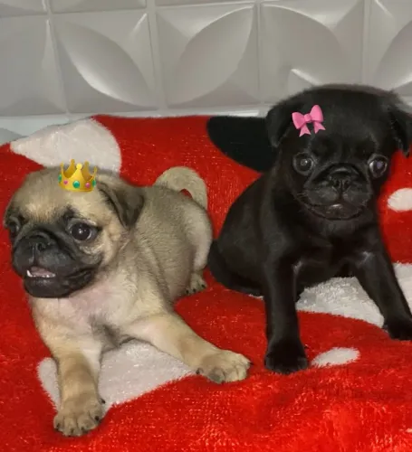 Filhotes de Pug: Alegria e Companhia Garantidas!