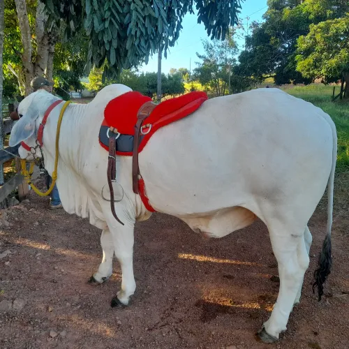 Boi tabapuã para venda em Anápolis 