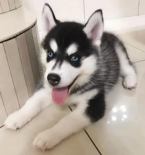 Filhotes Husky Siberiano exóticos o mais querido do momento