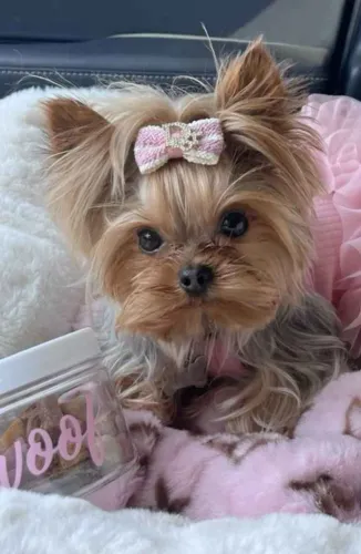 Filhote Yorkshire Terrier, Dê Um Lar a Um Filhote e Receba Amor Para Sempre!