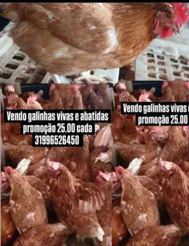Galinhas abatidas e vivas