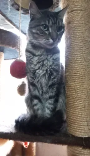 Adote lindo gato cinza peludo 