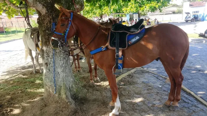 Potro  a Venda 
