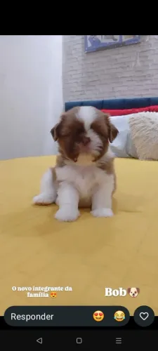 CACHORRINHO