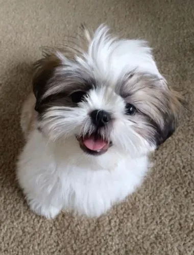 Estou doando meu cachorrinho 
