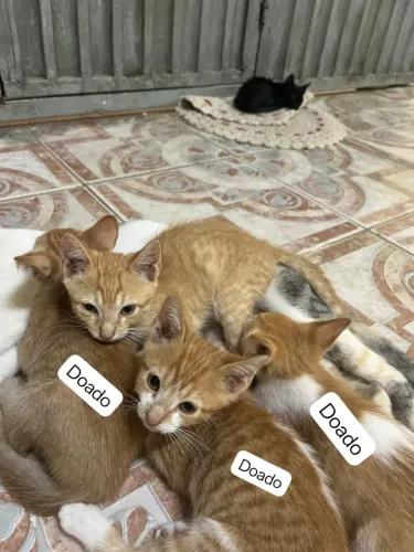 Doacão De Gato Filhote