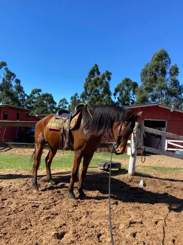 Cavalo mangalarga 