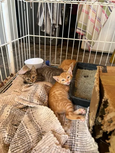 Gatinhos pra doação