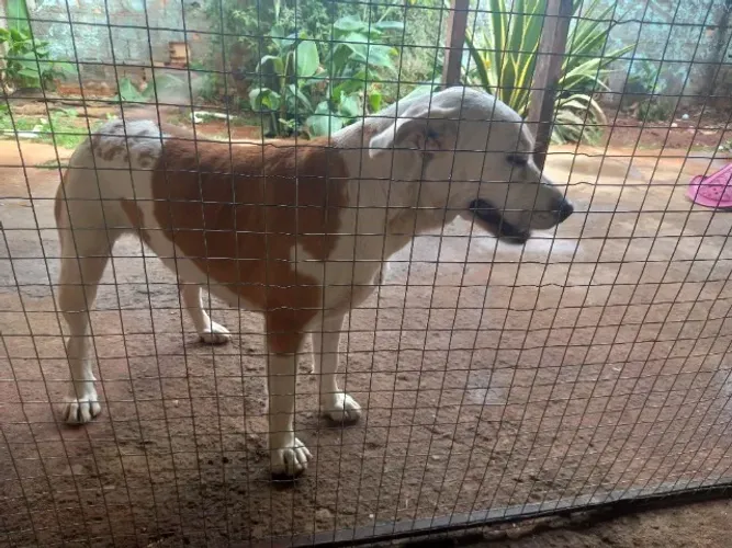 Doação de cadela