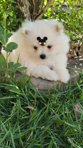 Cachorro Lulu conquiste seu melhor amigo torcedor para selecao brasileira nessa copa.