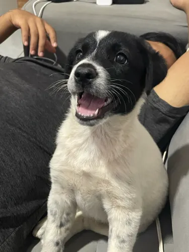 Doação de cachorro
