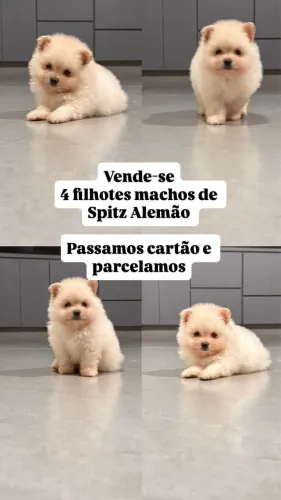 Vendo filhote de Spitz alemão vacinado