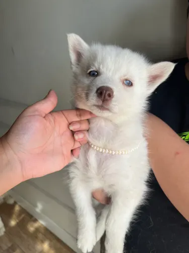 Filhote de husky siberiano Fêmea