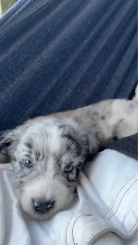 Filhote Border Collie