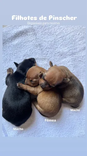 Pinscher macho