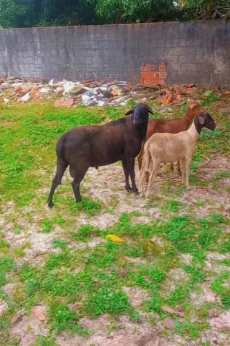 Carneiro reprodutor raça saint -inês puro pesa cerca de 100kg vivo