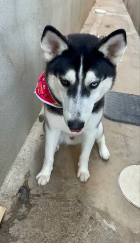 Doação Husky siberiano 