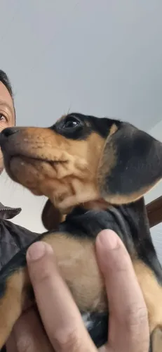 Dachshund filhotes fêmeas e machos