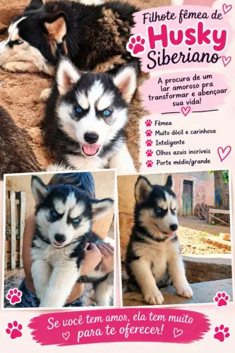 Husky siberiano filhote(Fêmea) 
