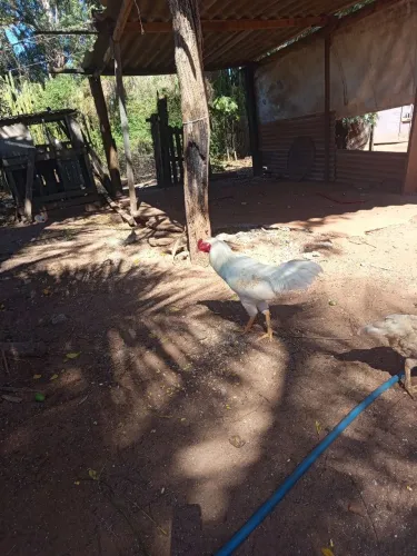 Vende se frango