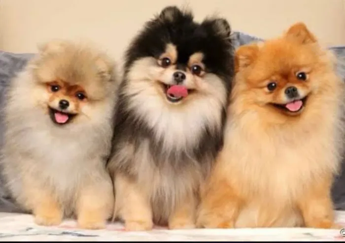 Filhotes de spitz alemão anão 