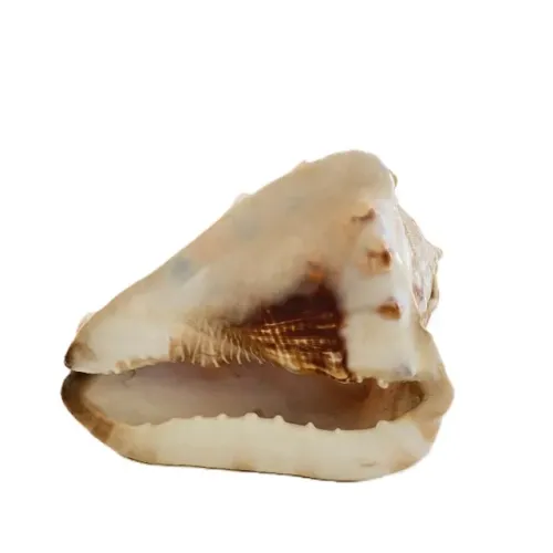 Concha cypraecassis rufa