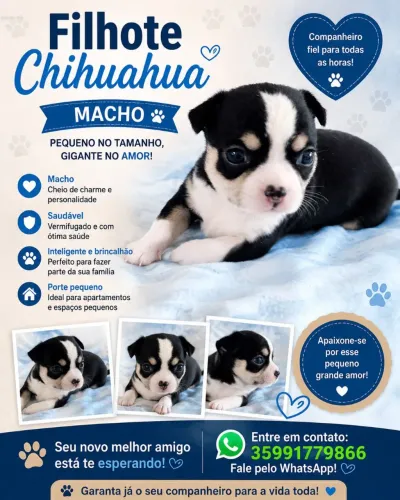 Filhotes de chihuahua a venda