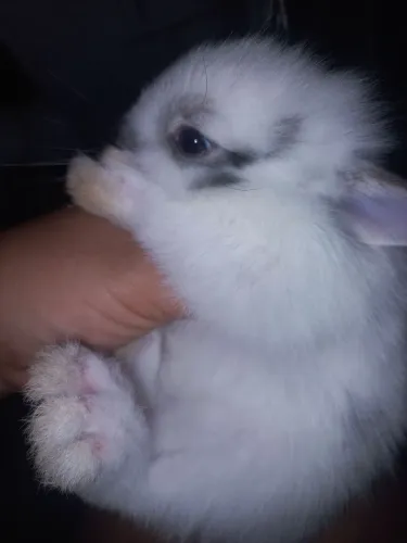 Coelhos Mini lion