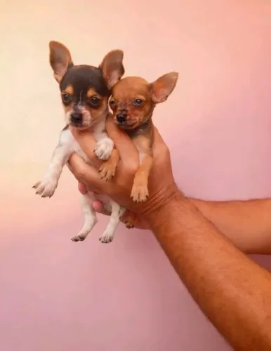 Um pequeno guardião pra sua casa Pinscher macho