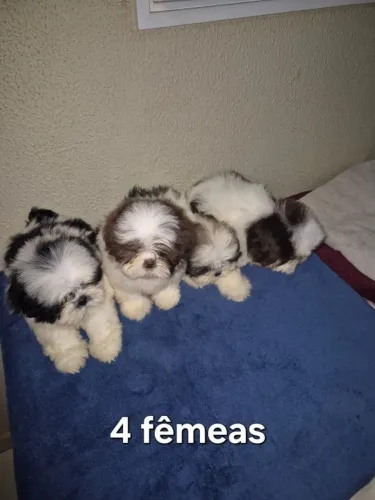 Vendo filhote de shitzu
