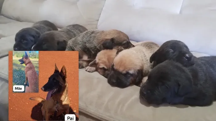 Filhotes de pastor belga malinois