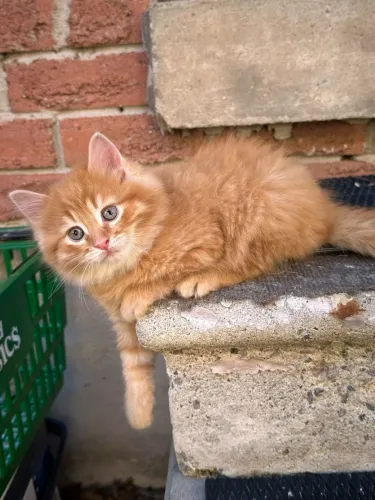 Angora turco fêmea