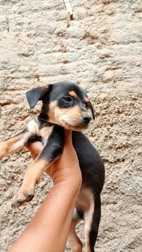 Pincher macho 