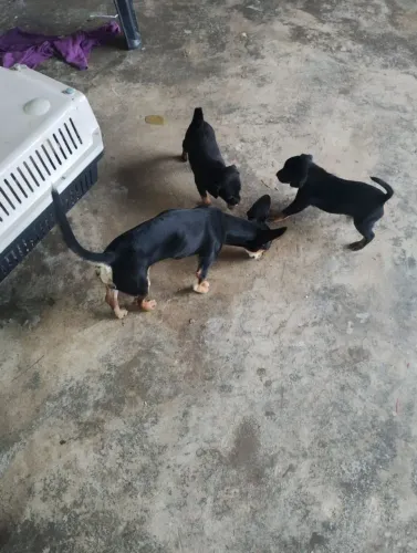 Filhote de pinscher número 2