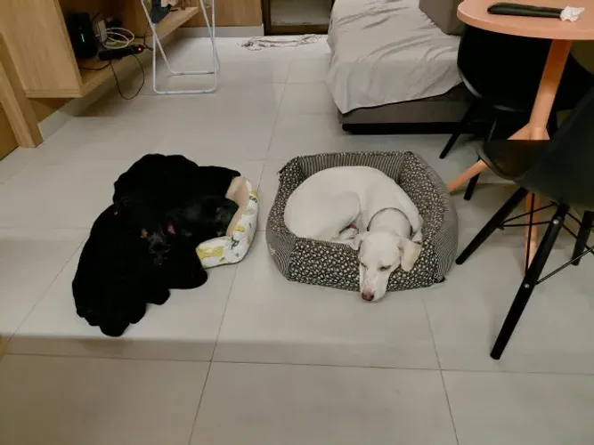Adoção responsável cachorros