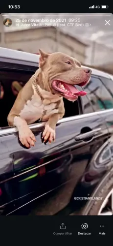 American bully