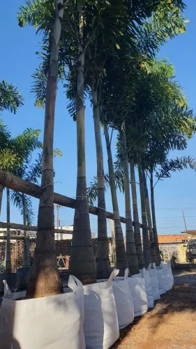 RABO DE RAPOSA 3,5 MTS ( tronco grosso )