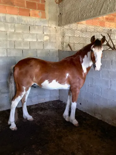 Cavalo