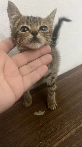 Gatinha para doação