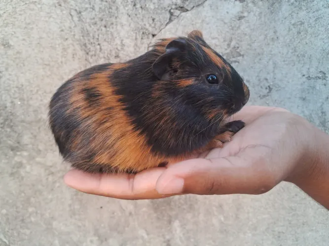 Porquinhos da índia filhotes