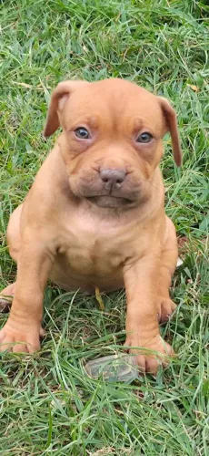 Filhotes de pit Bull