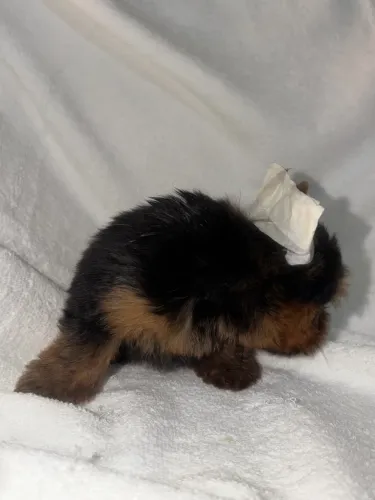 Lulu da pomerania// Spitz alemão anao parcelamos até 18